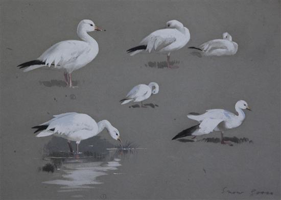 Archibald Thorburn (1860-1935) Snow Geese studies 10 x 14.25in.